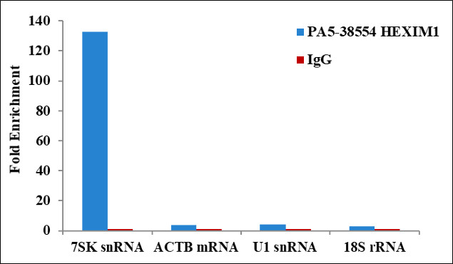 HEXIM1 Antibody