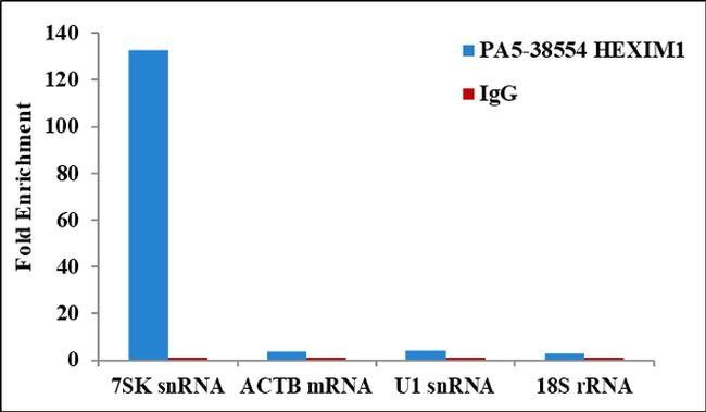 HEXIM1 Antibody in RNA Immunoprecipitation (RIP)