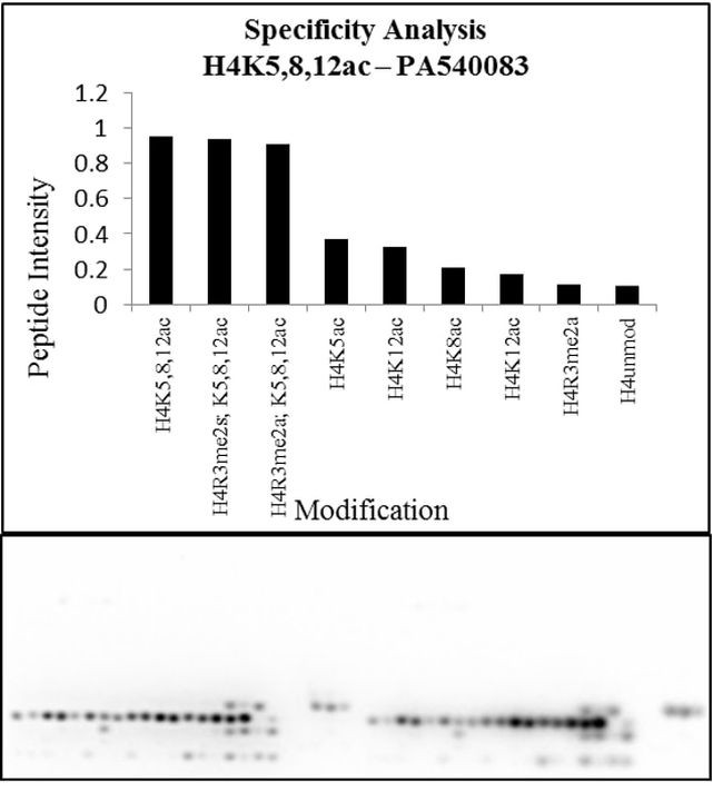 H4ac pan-acetyl (K5,K8,K12) Antibody
