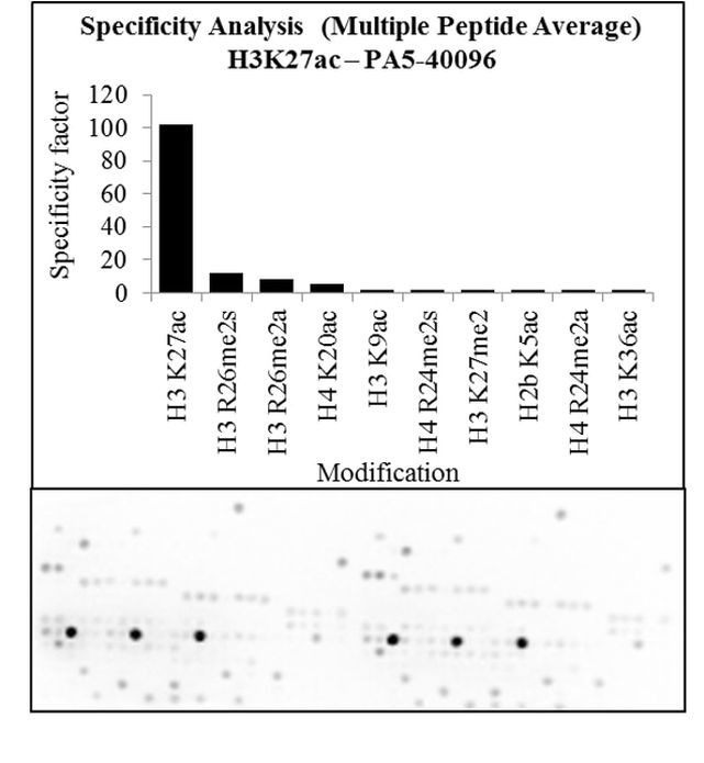 H3K27ac Antibody in Peptide array (Array)