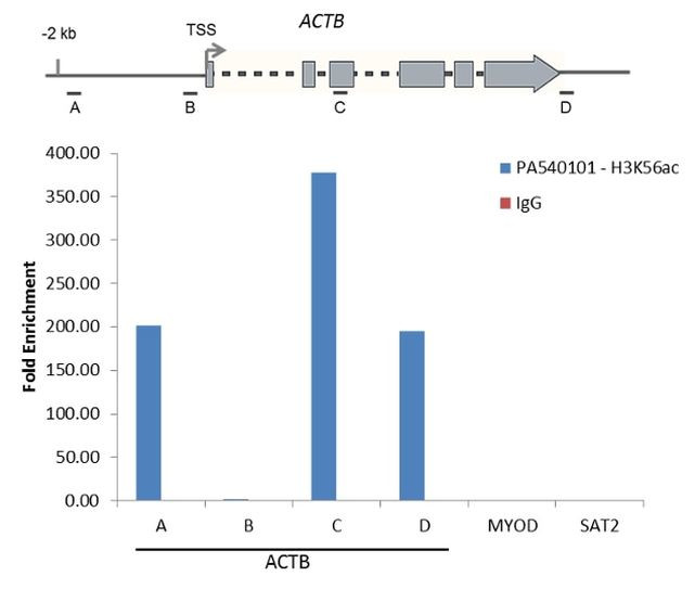 H3K56ac Antibody