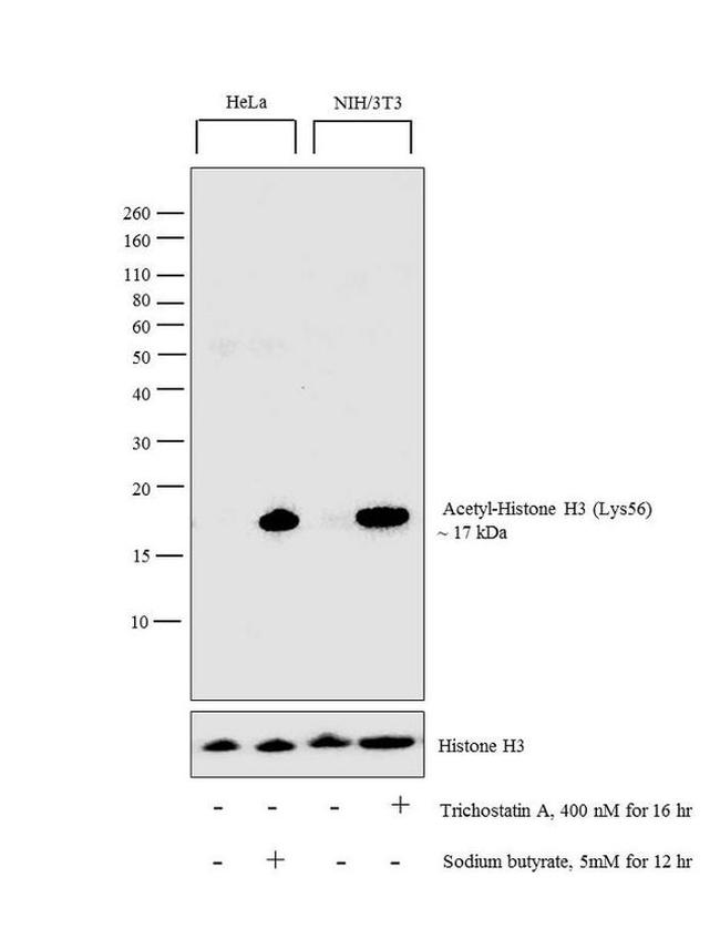 H3K56ac Antibody in Western Blot (WB)