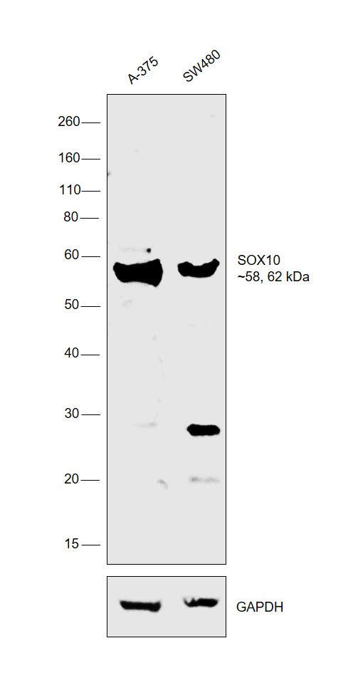 SOX10 Polyclonal Antibody (PA5-40697)