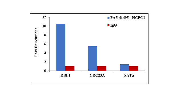 HCFC1 Antibody in ChIP Assay (ChIP)