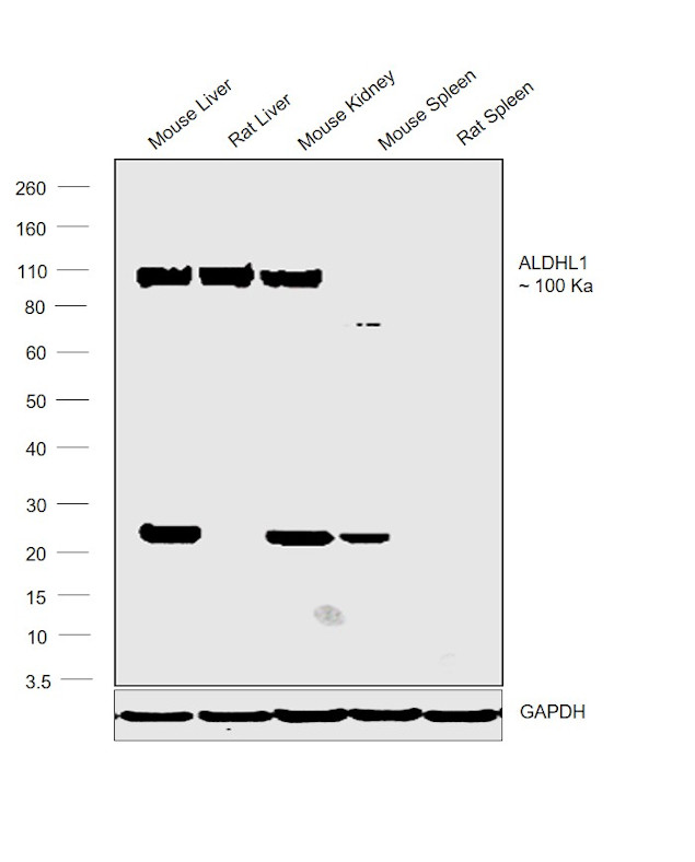 ALDH1L1 Antibody