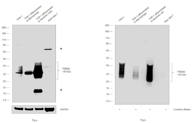 TREM2 Antibody