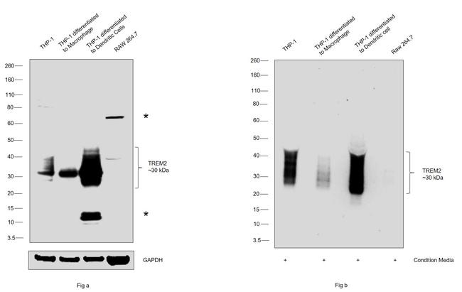 TREM2 Antibody in Western Blot (WB)