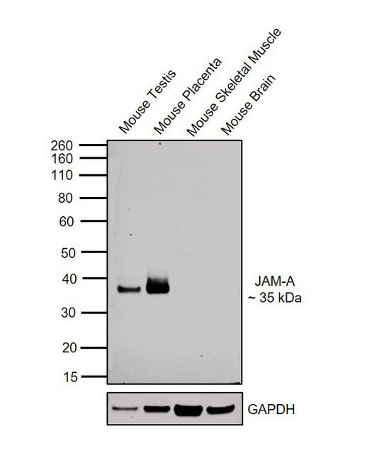 JAM-A (CD321) Antibody