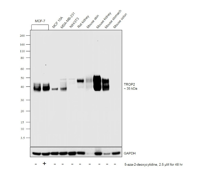 TROP2 Polyclonal Antibody (PA5-47074)