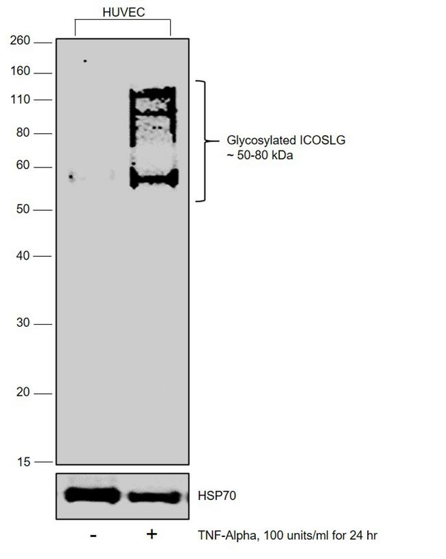 CD275 (B7-H2) Antibody