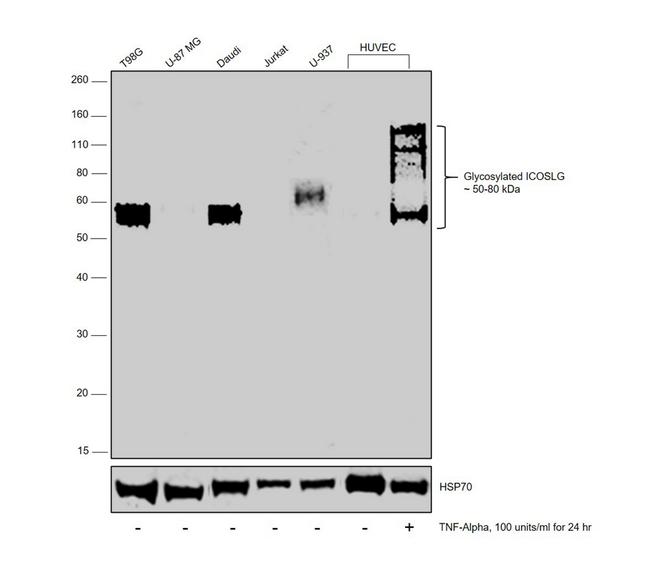 CD275 (B7-H2) Antibody in Western Blot (WB)