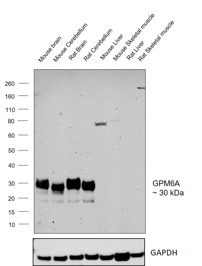 GPM6A Antibody