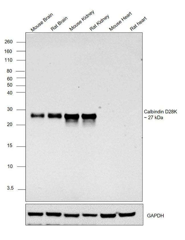 Calbindin D28K Antibody in Western Blot (WB)