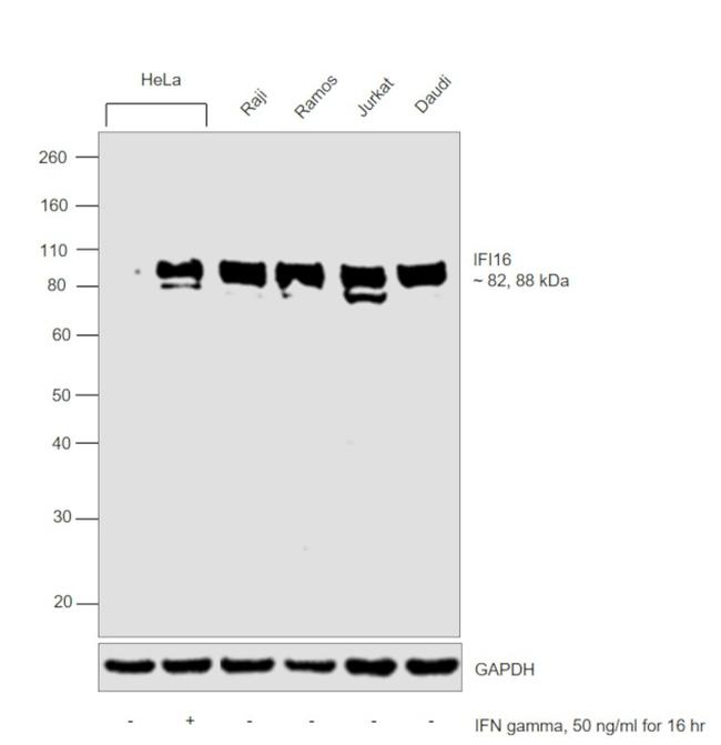 IFI16 Antibody