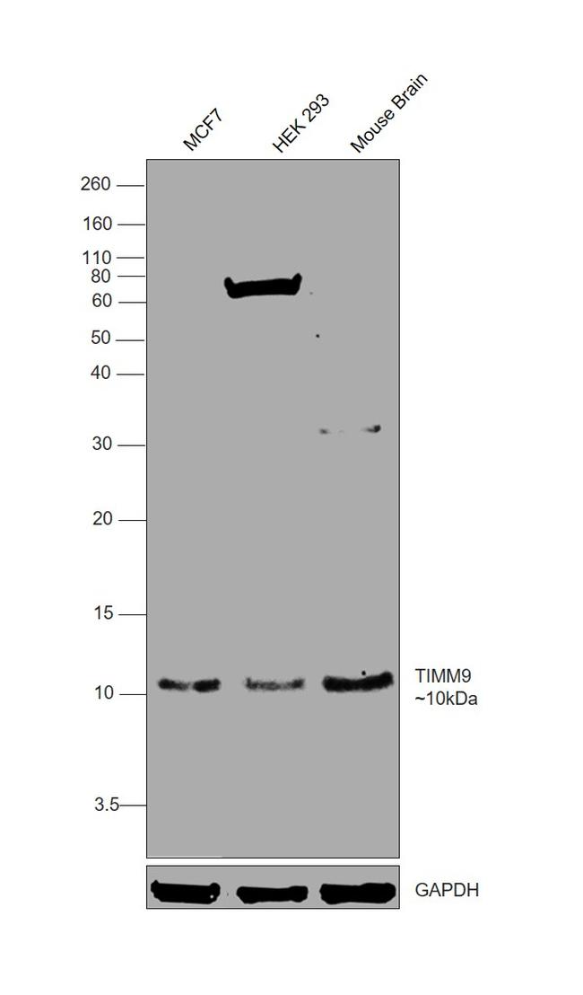TIMM9 Antibody in Western Blot (WB)