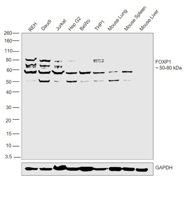 FOXP1 Antibody