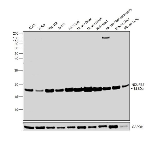 NDUFB8 Antibody in Western Blot (WB)