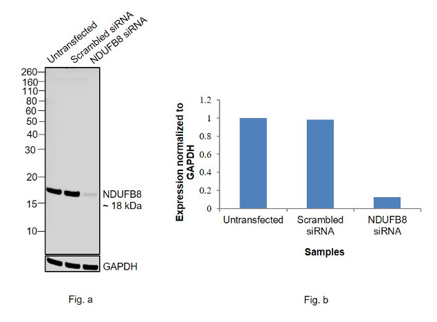 NDUFB8 Antibody