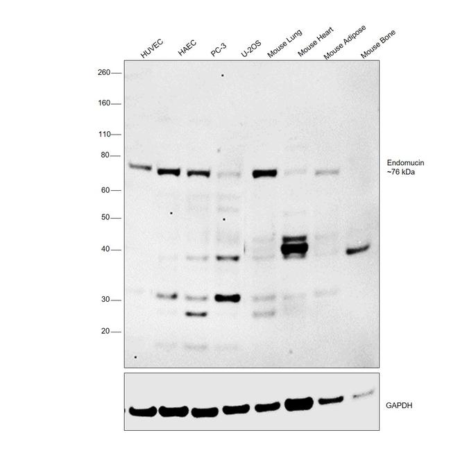 Endomucin Antibody in Western Blot (WB)