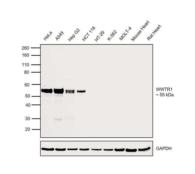 WWTR1 Antibody in Western Blot (WB)