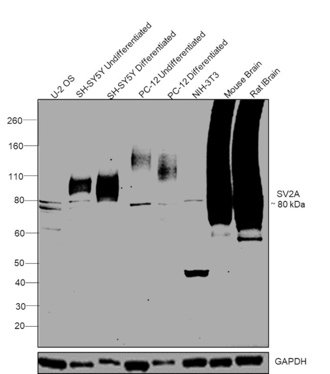 SV2A Polyclonal Antibody