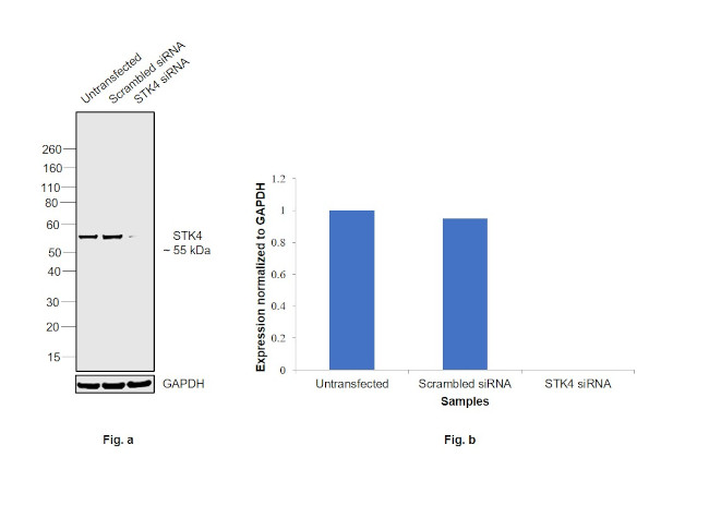 MST1 (STK4) Antibody