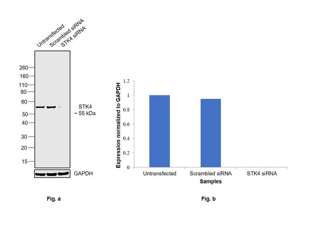 MST1 (STK4) Antibody in Western Blot (WB)