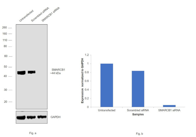 SMARCB1 Antibody