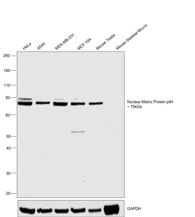 Nuclear Matrix Protein p84 Antibody in Western Blot (WB)