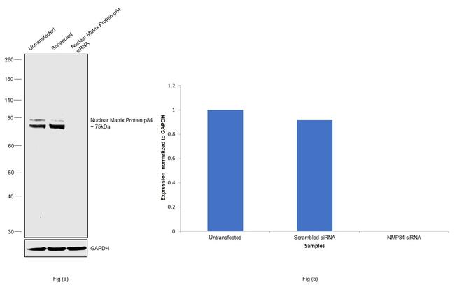 Nuclear Matrix Protein p84 Antibody in Western Blot (WB)