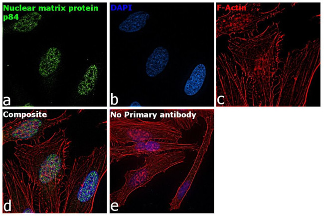 Nuclear Matrix Protein p84 Antibody in Immunocytochemistry (ICC/IF)