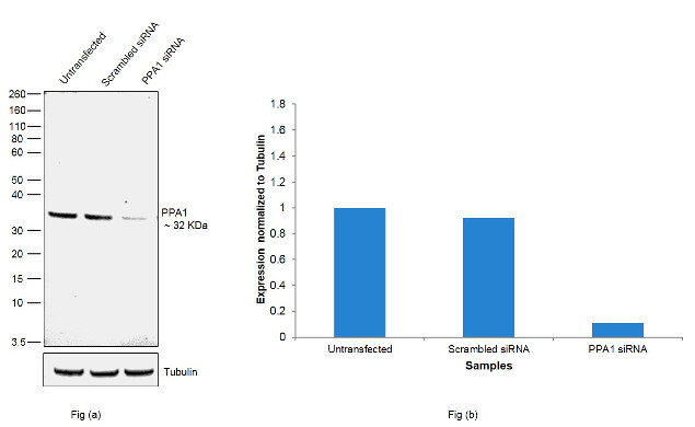 PPA1 Antibody