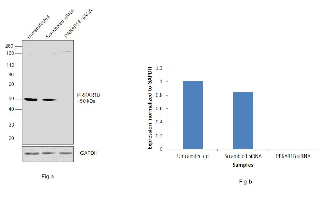 PRKAR1B Antibody