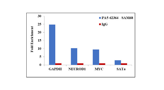 SAM68 Antibody in ChIP Assay (ChIP)