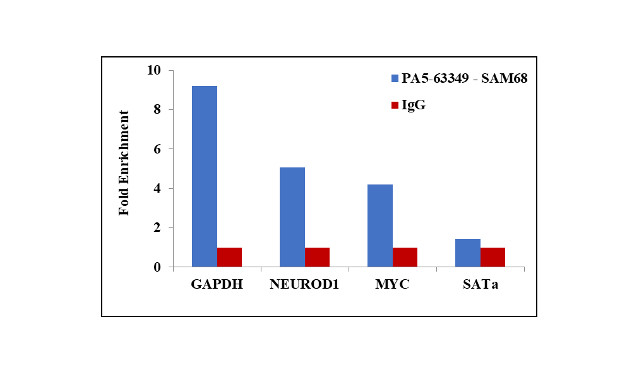 SAM68 Antibody in ChIP Assay (ChIP)