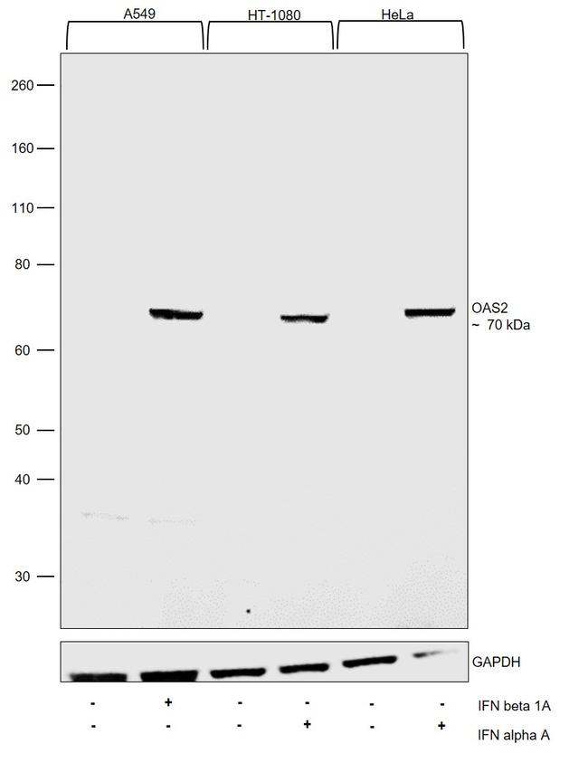 OAS2 Antibody in Western Blot (WB)