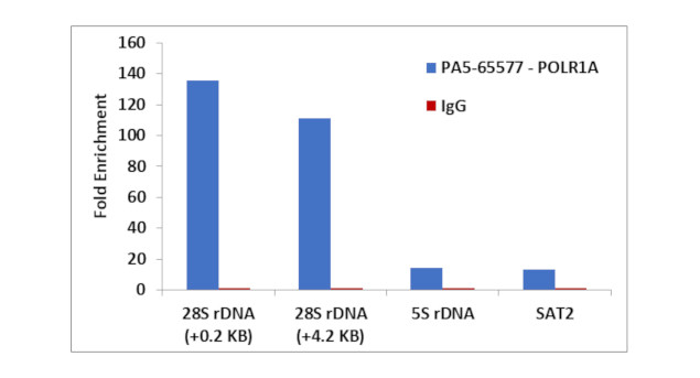 POLR1A Antibody in ChIP Assay (ChIP)