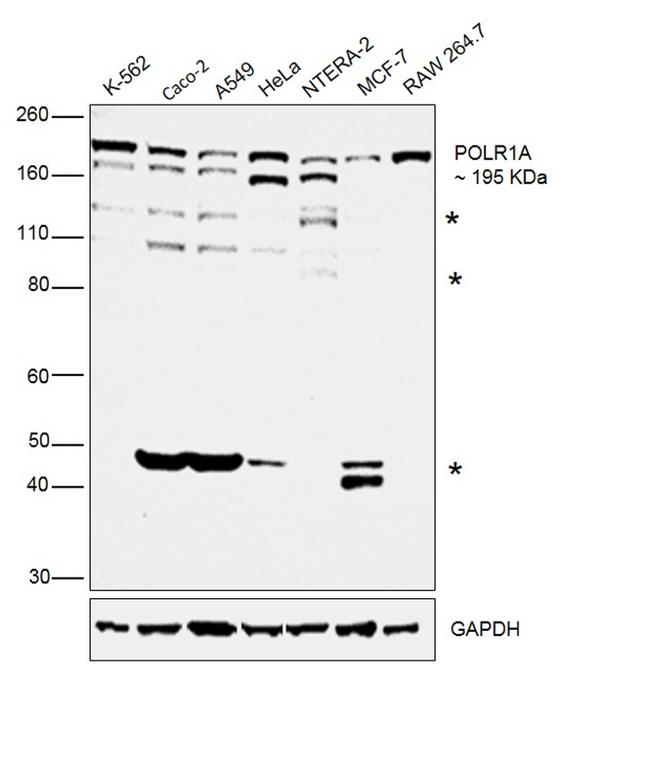 POLR1A Antibody in Western Blot (WB)