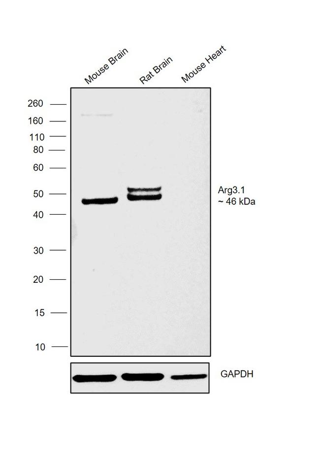 Arg3.1 Antibody in Western Blot (WB)