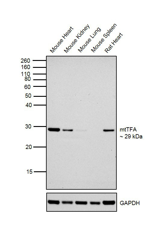 TFAM Antibody