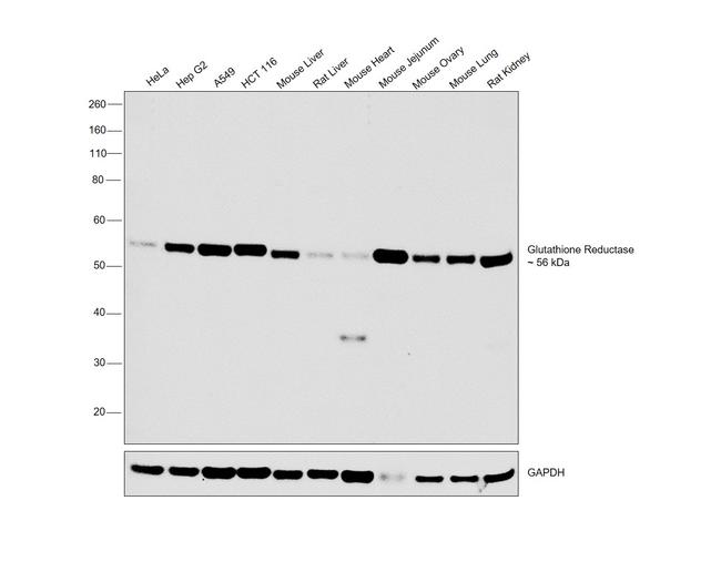 GSR Antibody in Western Blot (WB)