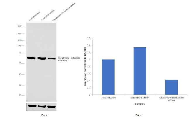 GSR Antibody