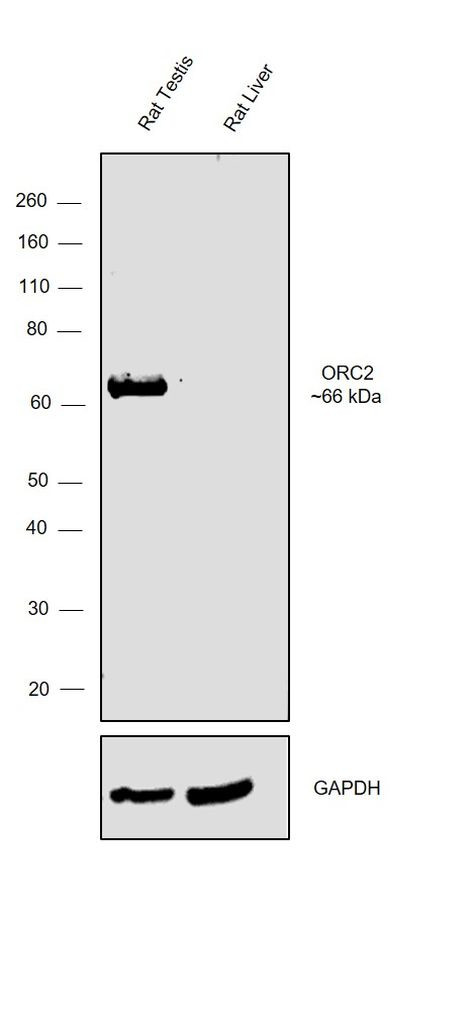 ORC2 Antibody