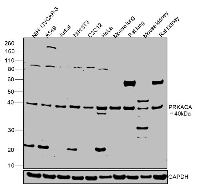 PKA alpha Antibody in Western Blot (WB)