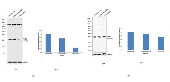 REA Antibody in Western Blot (WB)