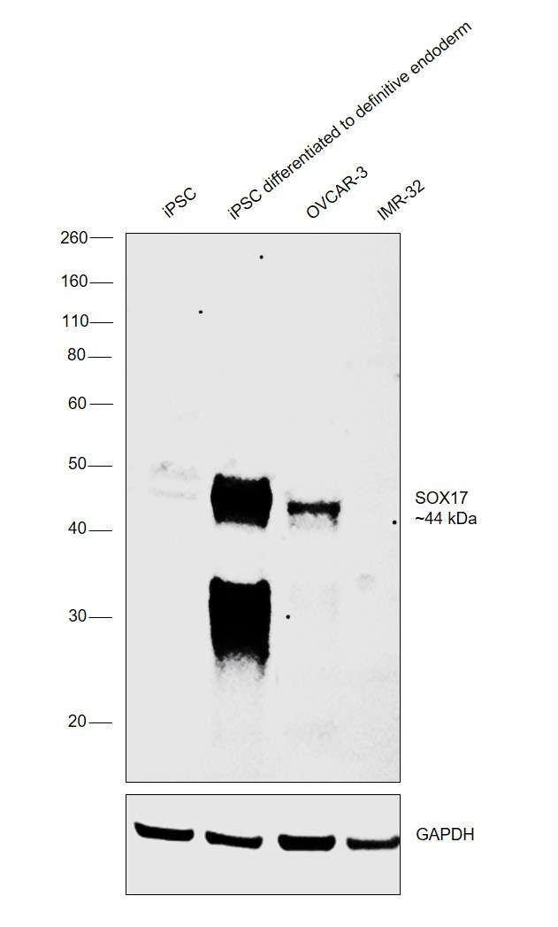 SOX17 Antibody