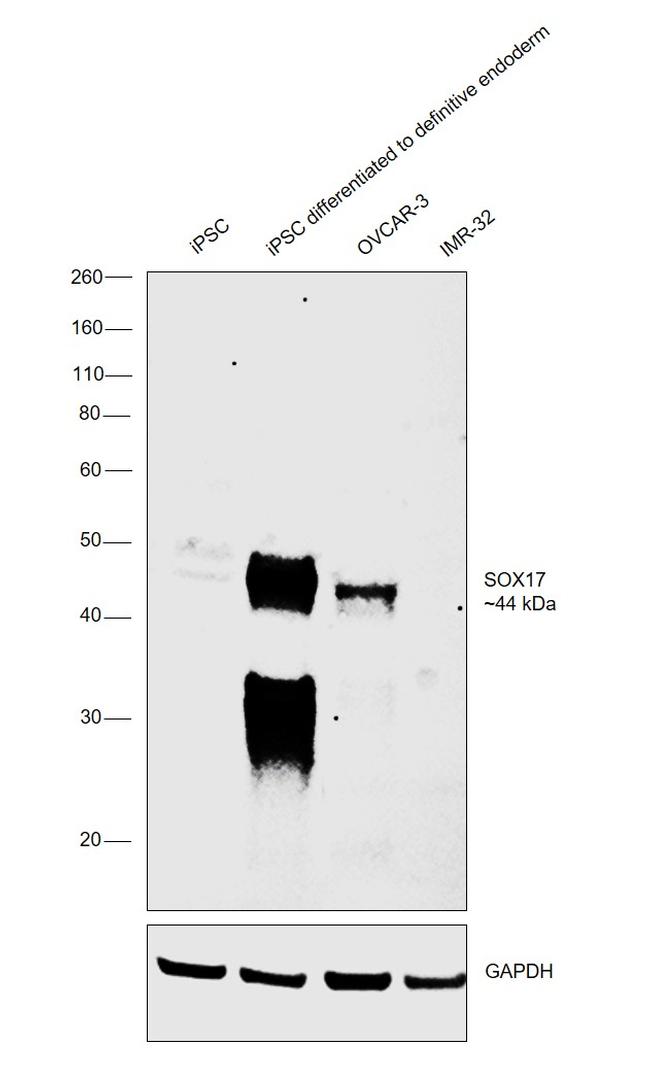 SOX17 Antibody in Western Blot (WB)