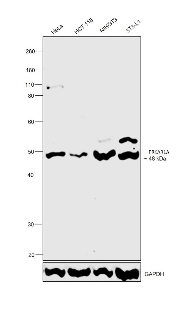 PRKAR1A Antibody in Western Blot (WB)