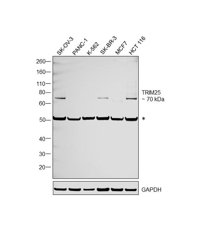 TRIM25 Antibody in Western Blot (WB)