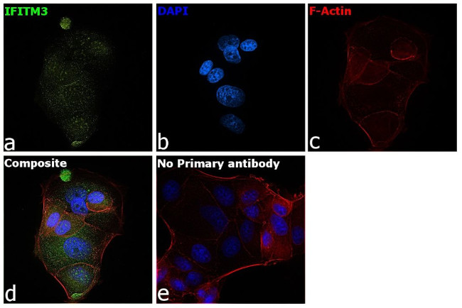 IFITM3 Antibody in Immunocytochemistry (ICC/IF)